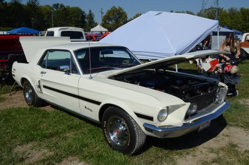 Mustang at the Pumpkin Run