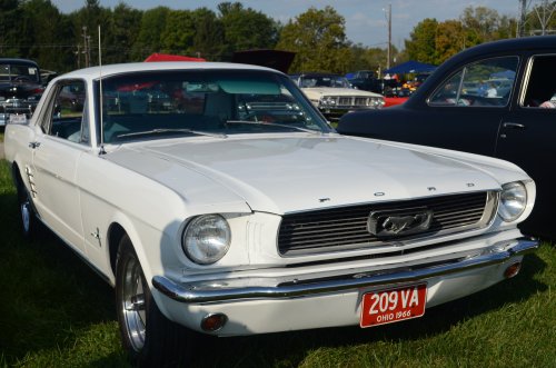 Mustangs At the Pumpkin Run