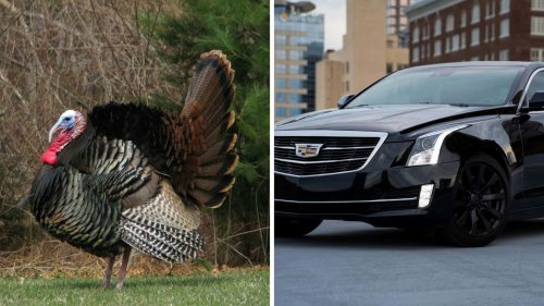 'Their Insurance Will Never Believe It:' Woman Spots a Turkey Scratching a Cadillac's Hood. Uh... Now What?