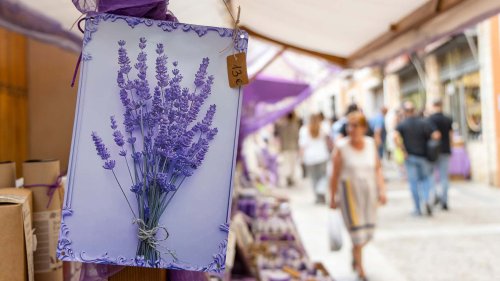 Motor1 Experience by Lexus: viaje a los campos de lavanda de Brihuega