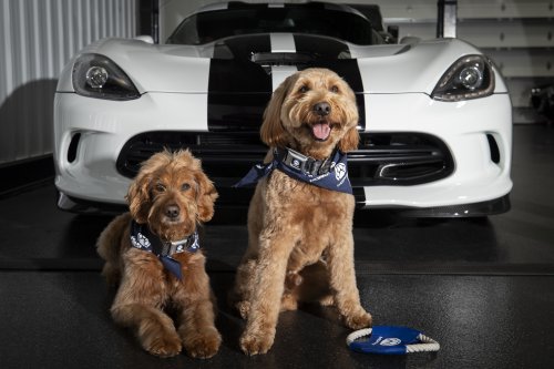 Meet Mopaw, new pet accessories at Stellantis dealerships