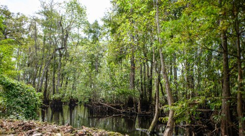 What Does It Take To Save US Forests From Logging? A Justice Conservation Fund