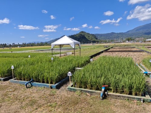 Rice Is A Greenhouse Gas Emitter; Rice Researchers Have Many Solutions