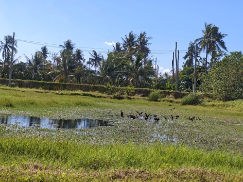 Rice Is A Greenhouse Gas Emitter; Rice Researchers Have Many Solutions