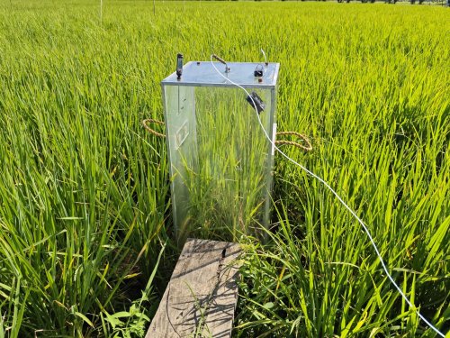 Rice Is A Greenhouse Gas Emitter; Rice Researchers Have Many Solutions