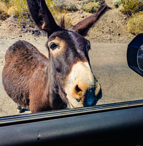 Electric RVing in Oatman and on the Arizona Sidewinder
