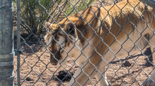 Kingman: Route 66’s Electric HQ & Gateway To Easy EV Adventure