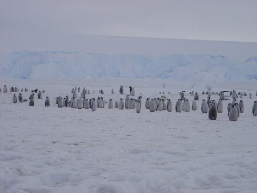 The Beloved Emperor Penguin & Antarctic Fur Seal Are Now Officially Endangered. Here’s What Can Be Done.