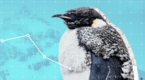 The Beloved Emperor Penguin & Antarctic Fur Seal Are Now Officially Endangered. Here’s What Can Be Done.