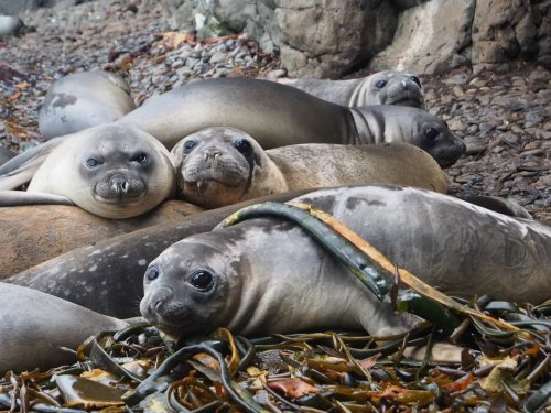 The Beloved Emperor Penguin & Antarctic Fur Seal Are Now Officially Endangered. Here’s What Can Be Done.