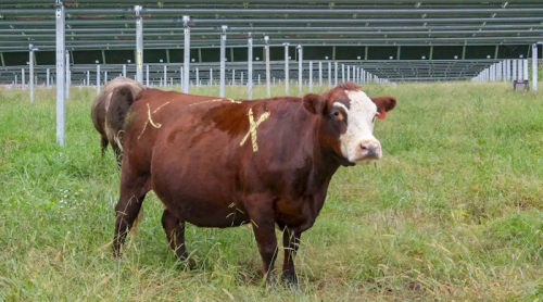 Solar Grazing Is Not Just For Sheep Any More