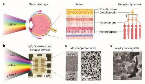 Scientists Shine Light on Materials That Remember