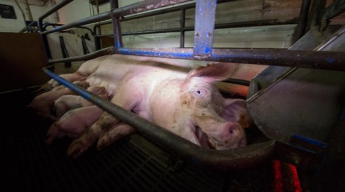 Is Being Transparent The Best Approach To Fighting Food Disinformation?