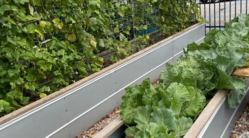 Want To Create A Viable And Sustainable Community Garden? These Folks Can Show You How