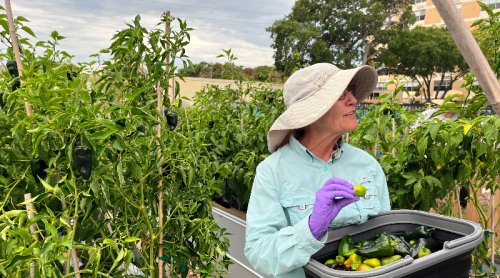 Want To Create A Viable And Sustainable Community Garden? These Folks Can Show You How