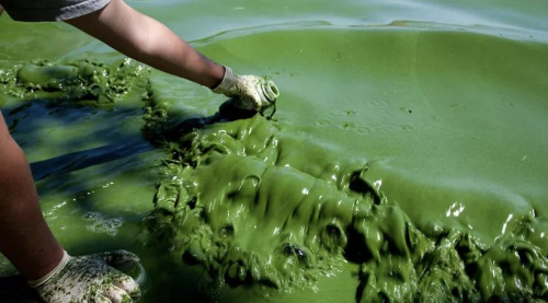 US President Donald Trump Makes Surprise Move Into Algae Biofuel