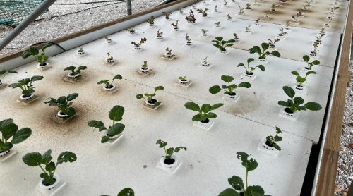Want To Create A Viable And Sustainable Community Garden? These Folks Can Show You How