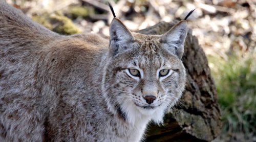 Army Corps Sued Again for Failing to Protect Waterways, Endangered Wildlife from Pipeline Construction