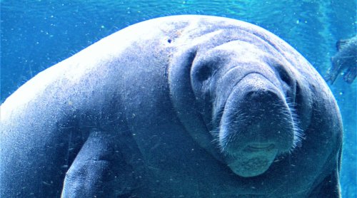 Lawsuit Seeks to Protect America’s Wildlife From Trump Administration
