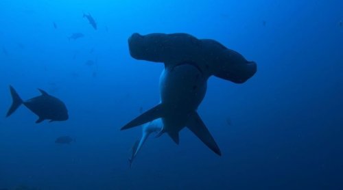 We’ll Always Have…SHARKFEST!