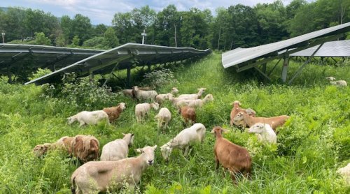 16 Agrivoltaic Projects on Local Farms Move Forward in New Jersey