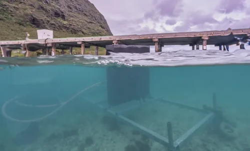 New Kind Of Surfer Is Riding Waves — And Producing Power