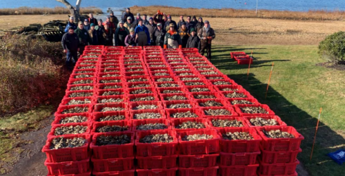 Slurp Down That Oyster — You’re Helping To Restore Water Quality