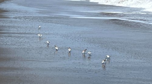 Turn Off The Lights: Birds Are Migrating