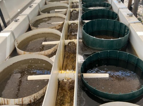 Slurp Down That Oyster — You’re Helping To Restore Water Quality