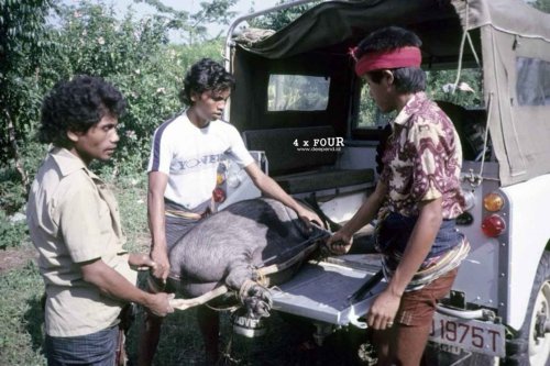 4 by Four Restorasi | Land Rover Series III 1984 – LAURENS LEGENDA SUMBA