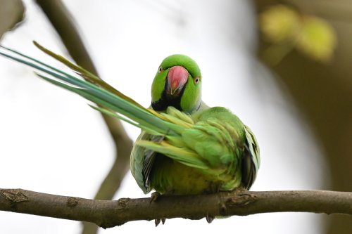 Escaped Parakeet Reportedly Wreaking Havoc on Parked Cars in Scotland