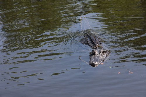 Toyota Supra Driver Suspected of DWI Attacked by Alligator While Fleeing Police: Cops