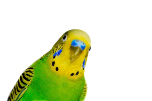 Escaped Parakeet Reportedly Wreaking Havoc on Parked Cars in Scotland