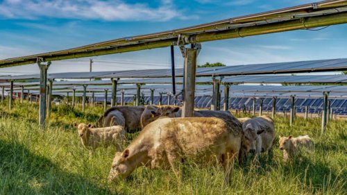 This solar farm lets cattle roam under moving panels