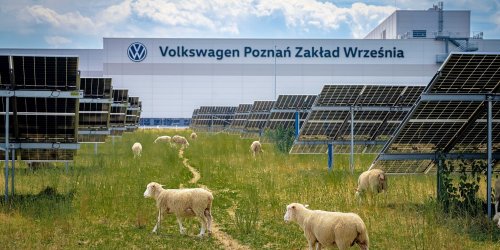 Volkswagen, Volkswagen put 100 sheep to work under 31,000 solar panels