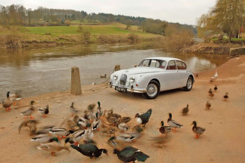 37 Glorious pictures of Glorious Jaguars