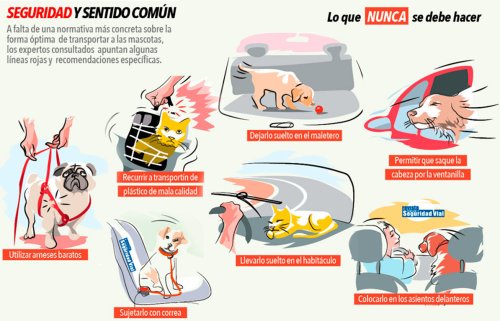 Un perro circula con medio cuerpo fuera en plena autopista: los Mossos denuncian al hombre por conducción negligente