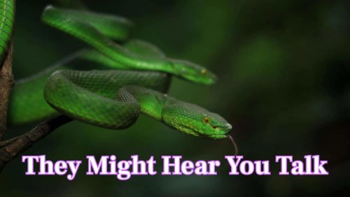 Is it true snakes hear with their jaws? Read 10 fun facts