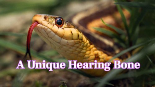 Is it true snakes hear with their jaws? Read 10 fun facts