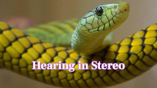 Is it true snakes hear with their jaws? Read 10 fun facts