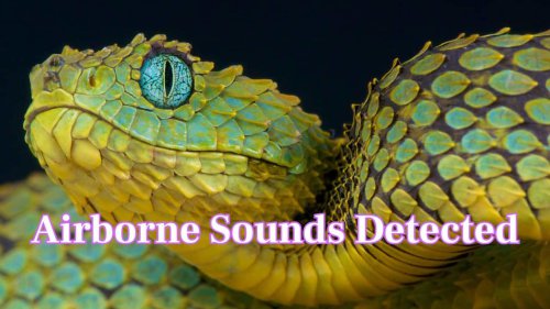 Is it true snakes hear with their jaws? Read 10 fun facts