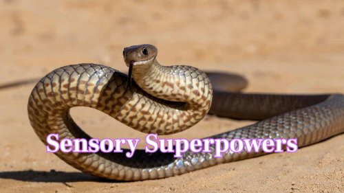 Is it true snakes hear with their jaws? Read 10 fun facts