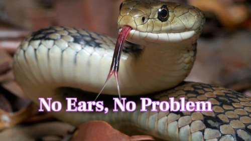 Is it true snakes hear with their jaws? Read 10 fun facts