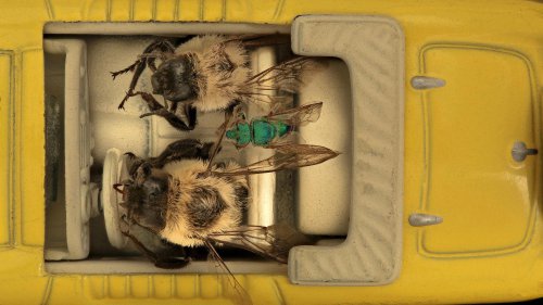 Animals On The Road: 10 Cars Named After Bugs &amp; 10 After Birds