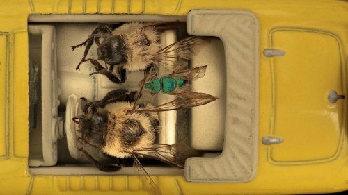 Animals On The Road: 10 Cars Named After Bugs &amp; 10 After Birds