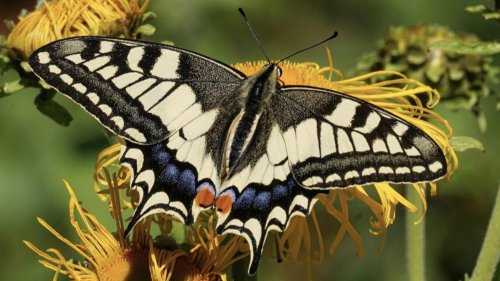 Animals On The Road: 10 Cars Named After Bugs & 10 After Birds