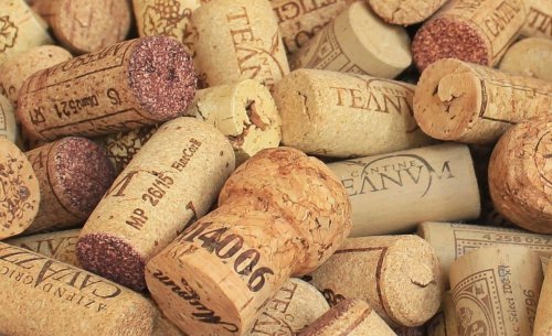 Si tienes un gato en casa, tu coche está de suerte: el truco de los conductores que puede salvar el parabrisas