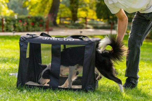 El Jaecoo 5 va a ser el coche favorito de tu mascota, y hay buenos argumentos para ello