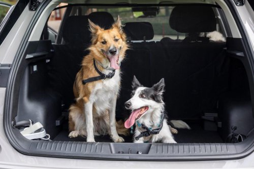 Denunciado por los Mossos un conductor que llevaba el perro asomado por la ventanilla