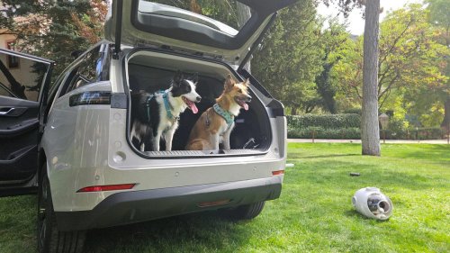 El Jaecoo 5 va a ser el coche favorito de tu mascota, y hay buenos argumentos para ello